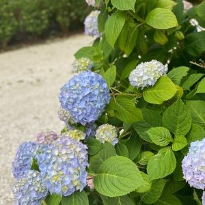 Meet your Posher, Jillian